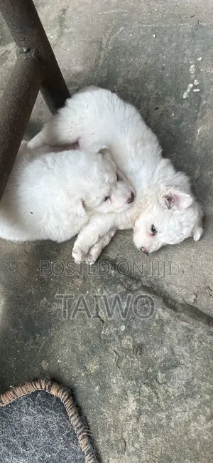 0-1 month Female Purebred American Eskimo