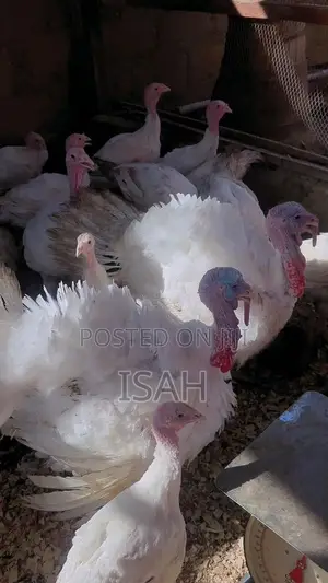 Foreign Turkey