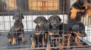 1-3 months Male Purebred Doberman Pinscher