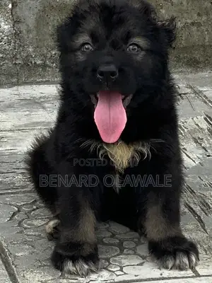 1-3 months Female Purebred Caucasian Shepherd