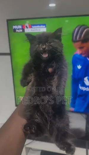 3-6 months Male Purebred Scottish Fold