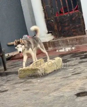 1+ year Female Purebred Siberian Husky