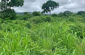 Landed Property for Sale