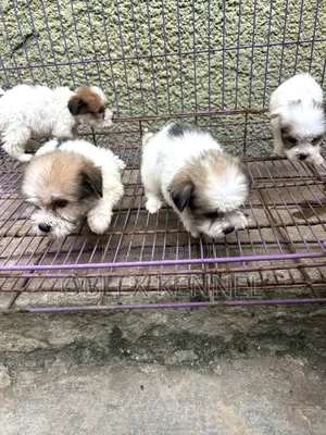 1-3 months Female Purebred Lhasa Apso
