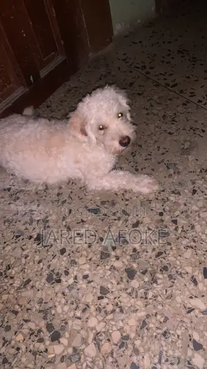 1+ year Male Purebred Lhasa Apso