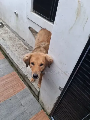 6-12 months Female Mixed Breed Golden Retriever