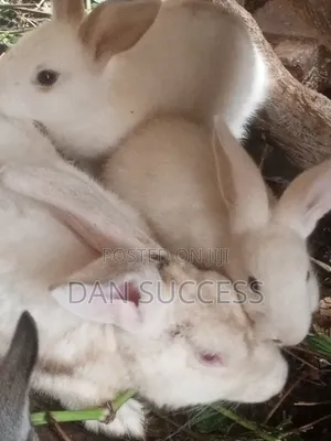 Quality Rabbit for Sale
