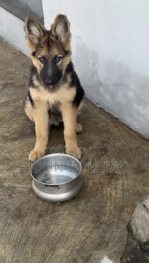 1-3 months Male Purebred German Shepherd