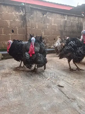 Extremely Big Local Turkeys Available for Sale