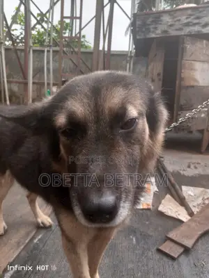 1+ year Male Purebred German Shepherd