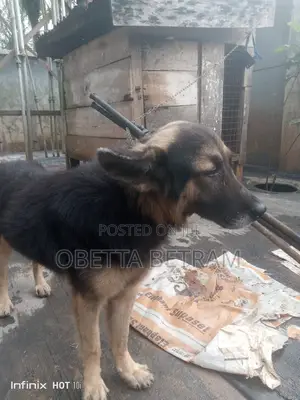 1+ year Male Purebred German Shepherd