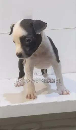 1-3 months Female Purebred American Pit Bull Terrier