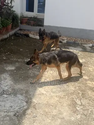 6-12 months Male Purebred German Shepherd
