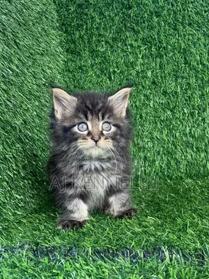 1-3 months Male Purebred Maine Coon