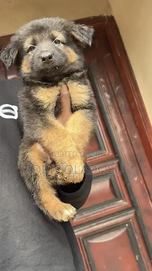 1-3 months Male Purebred German Shepherd
