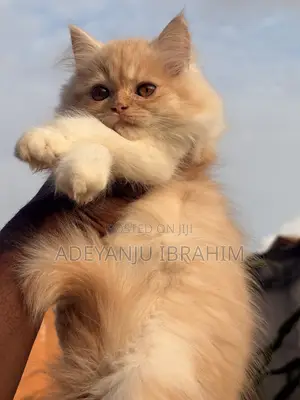 1-3 months Male Purebred Persian