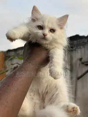 1-3 months Male Purebred Persian