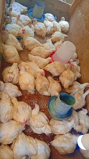 Healthy Matured Live Chicken