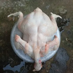 Healthy Matured Live Chicken