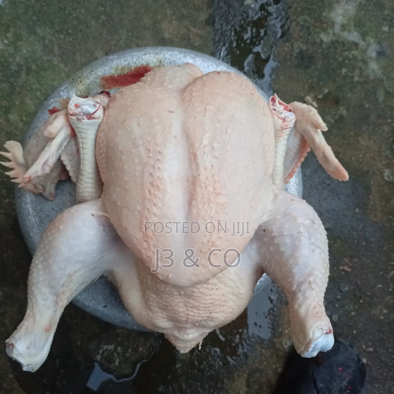 Healthy Matured Live Chicken