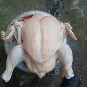 Healthy Matured Live Chicken