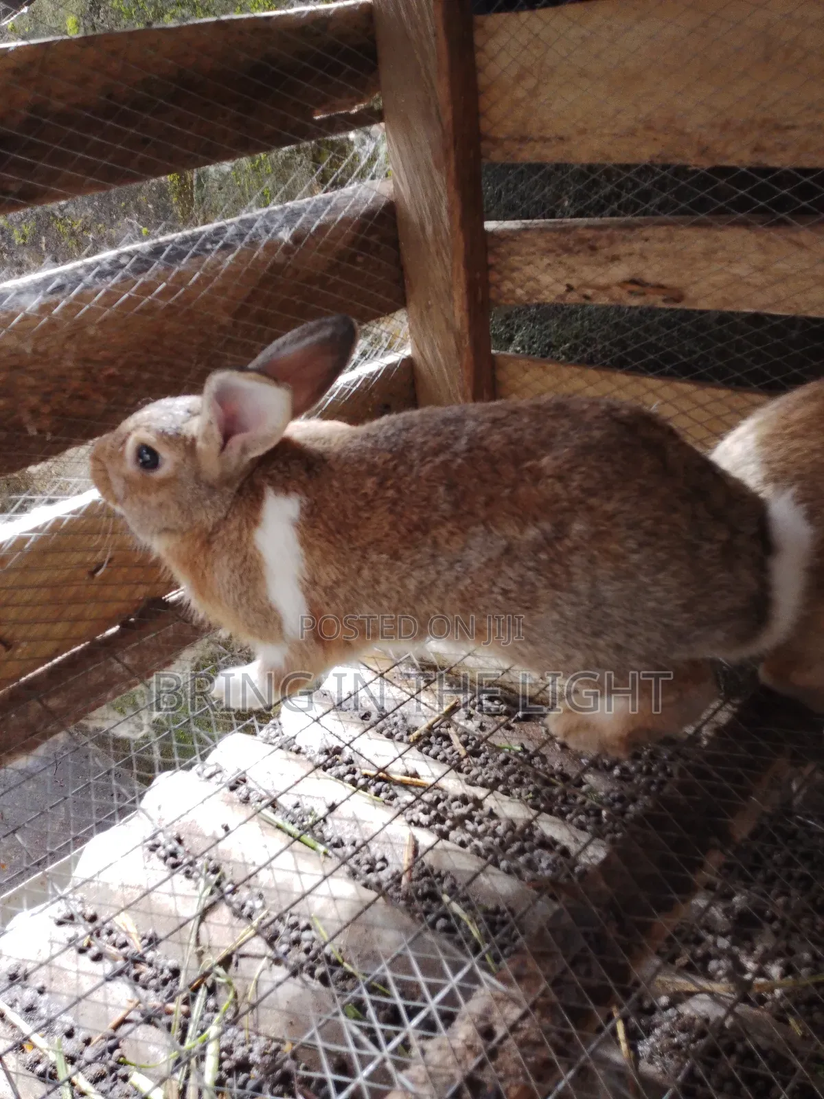 Rabbit , Quality Male Rabbits