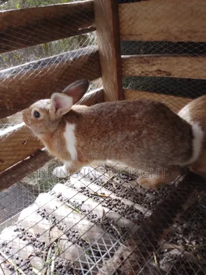 Rabbit , Quality Male Rabbits