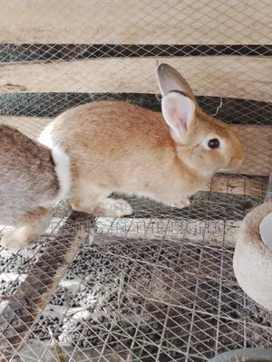 Rabbit , Quality Male Rabbits