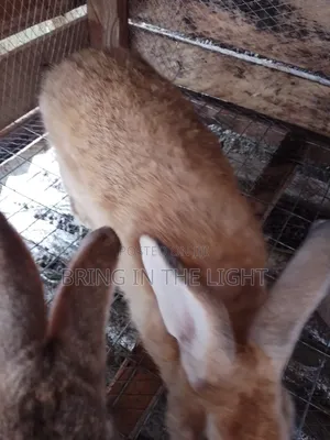 Rabbit , Quality Male Rabbits