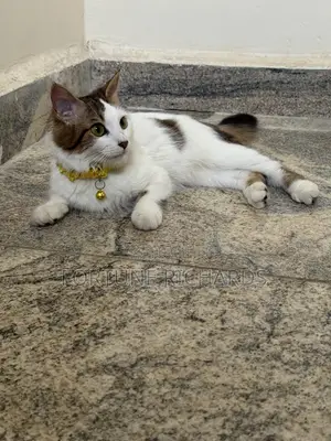6-12 months Female Mixed Breed Turkish Angora