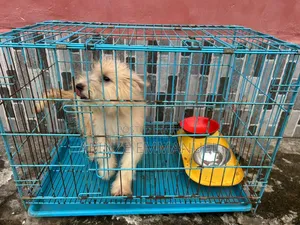 3-6 months Female Purebred Lhasa Apso