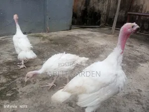 Foreign or Imported Turkeys