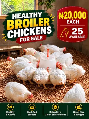 Big Healthy Broiler Chickens for Sale