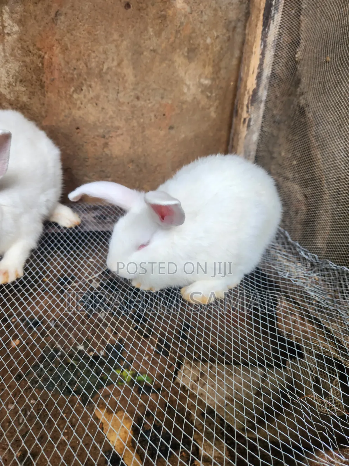 Grower Rabbits