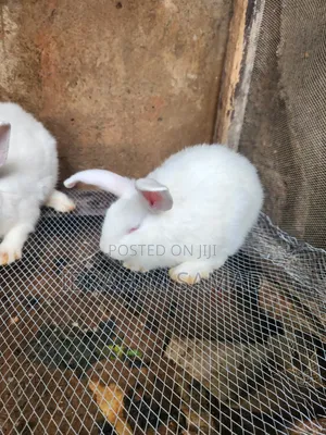 Grower Rabbits