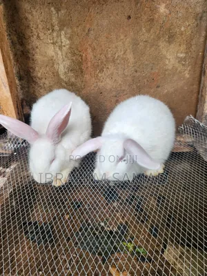 Grower Rabbits