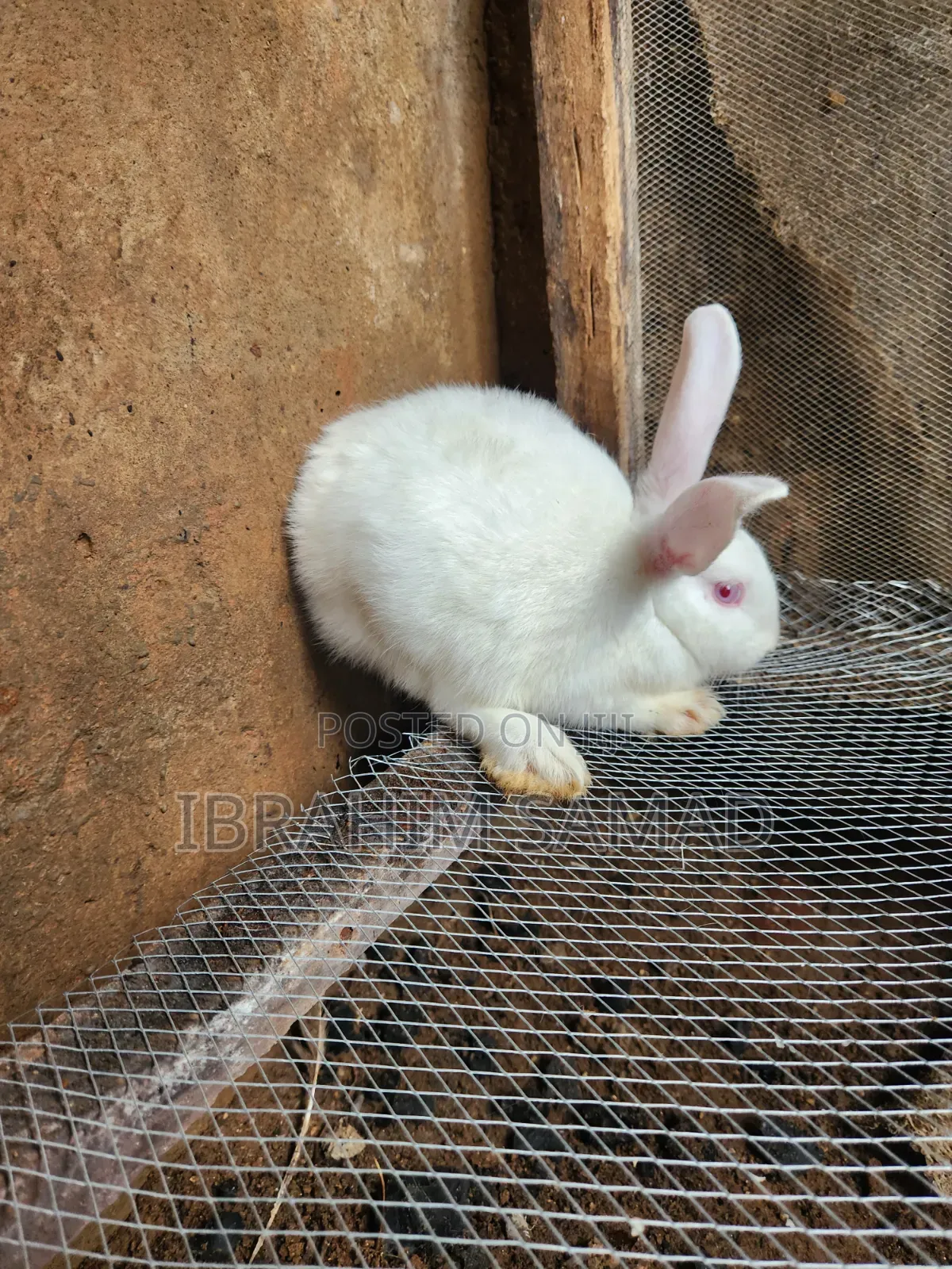 Grower Rabbits