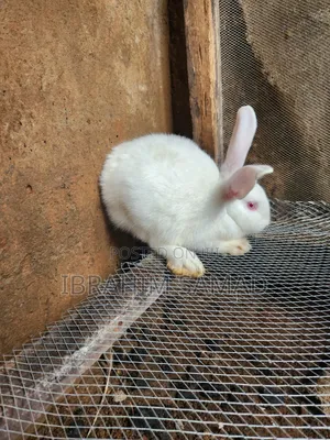 Grower Rabbits