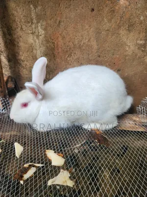 Grower Rabbits