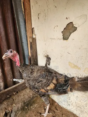 Turkey, Noilla Chicken, Broiler Chicken. Available for Sell