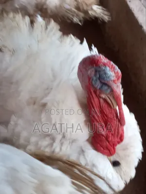 Organic Raised Turkey