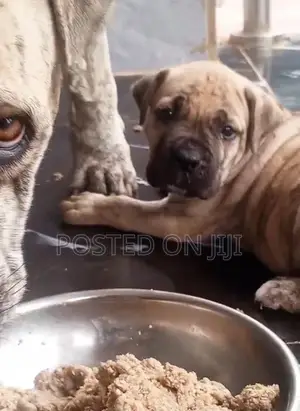 1-3 months Male Purebred Boerboel