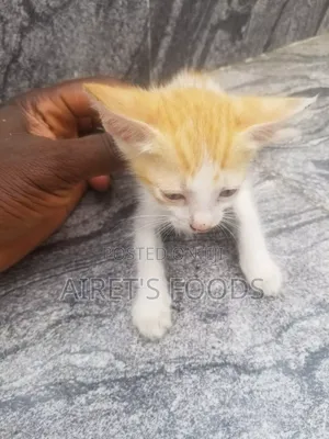3-6 months Male Mixed Breed Cat