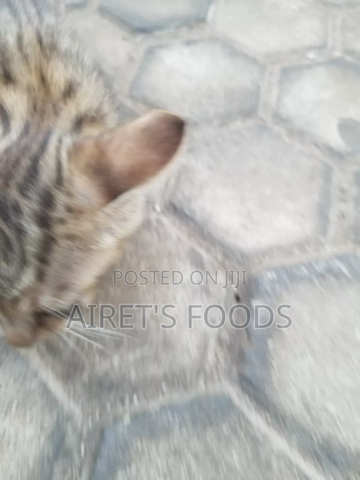3-6 months Male Mixed Breed Cat