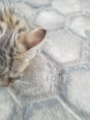 3-6 months Male Mixed Breed Cat