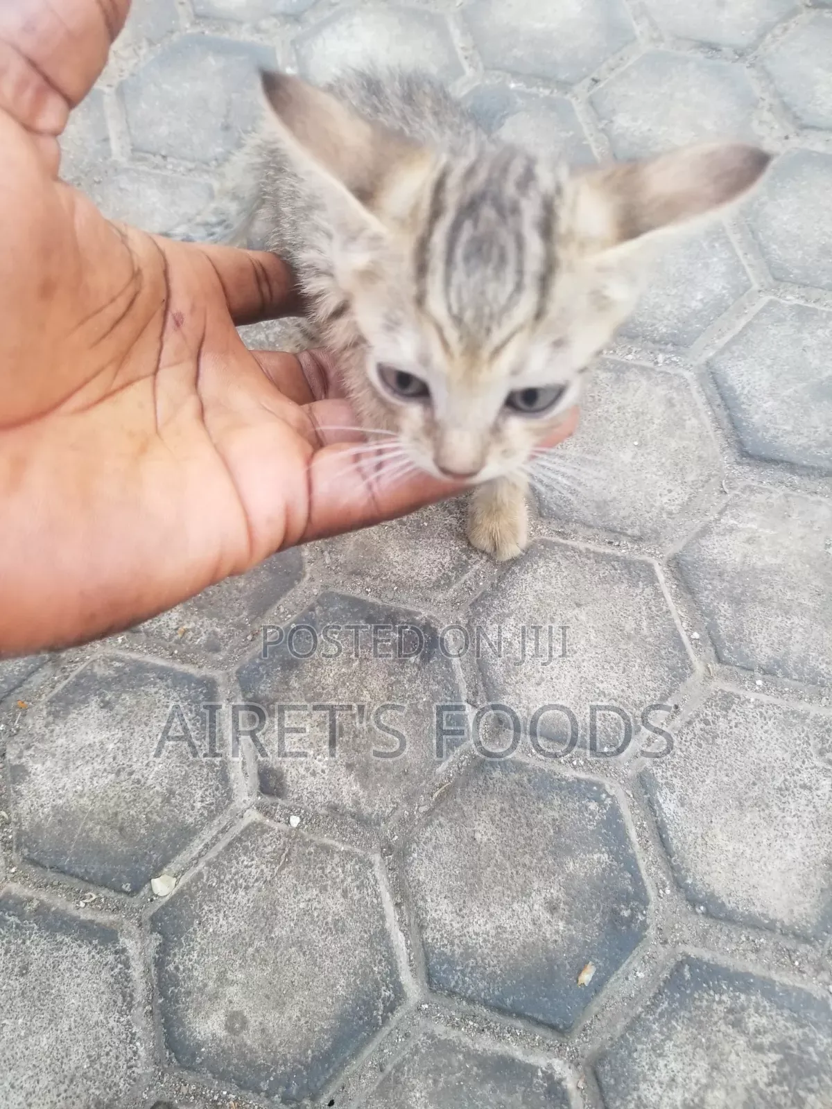 3-6 months Male Mixed Breed Cat