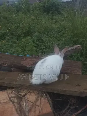 English Spotted