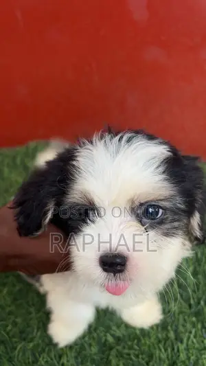 1-3 months Male Purebred Shih Tzu