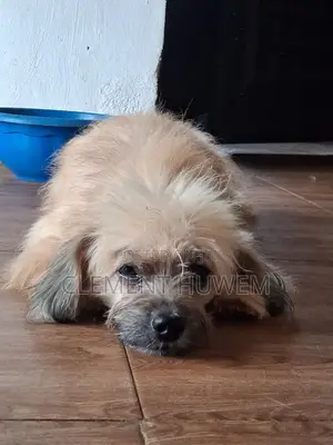 1+ year Male Purebred Lhasa Apso