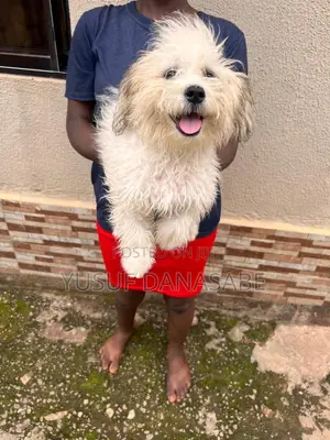 3-6 months Female Purebred Lhasa Apso